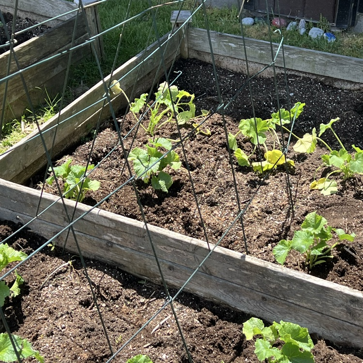 plants