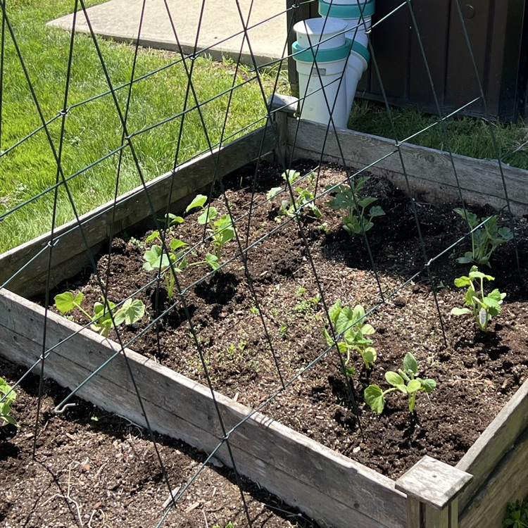 plants