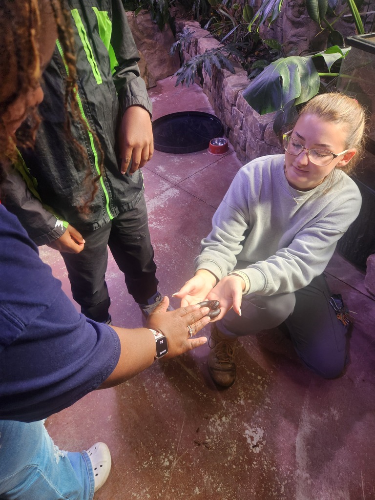 A student carefully pets the Giant African Milipede in a zoo worker's hand while another student watches