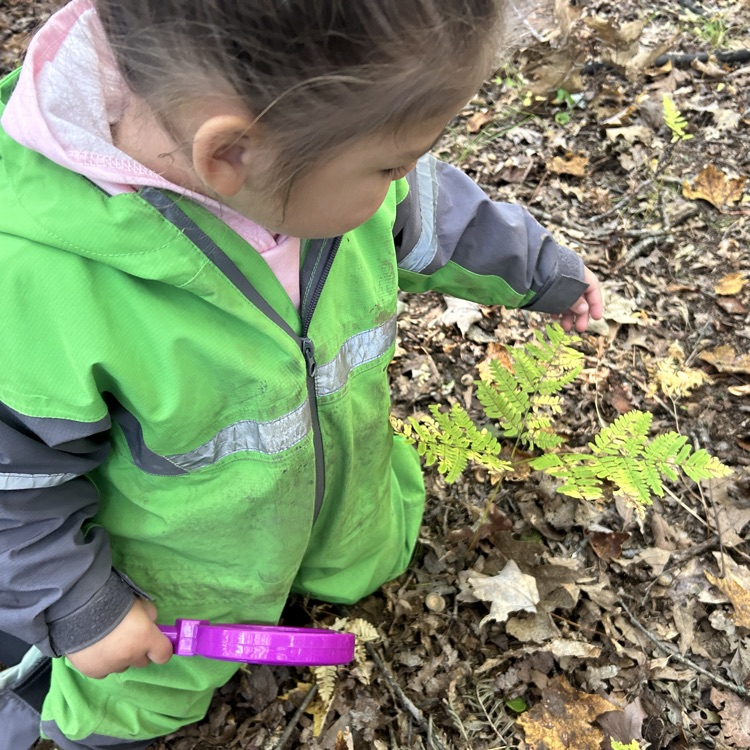 finding new things growing in the woods