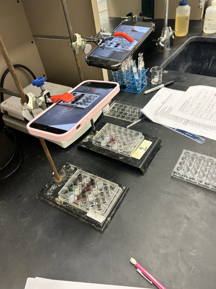lab