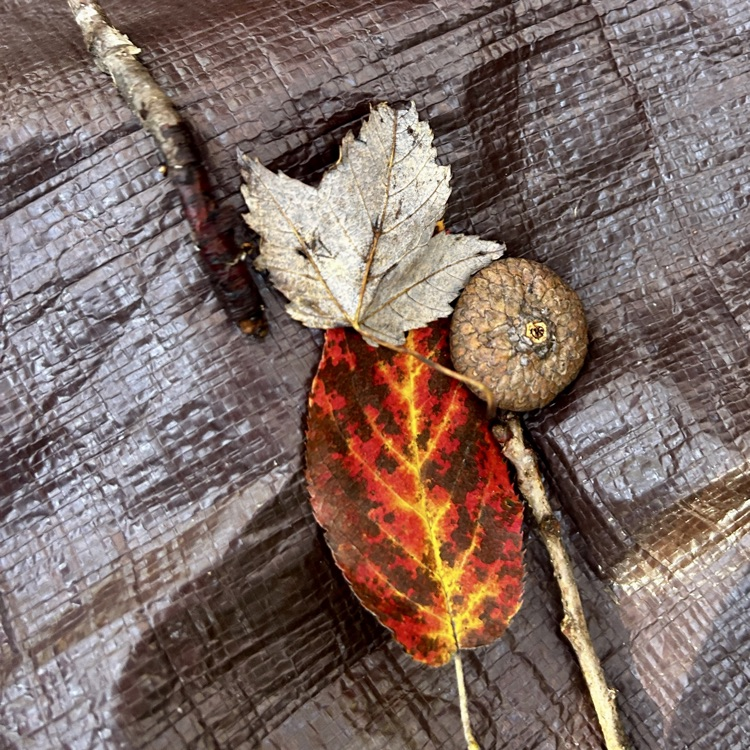 leaf person 