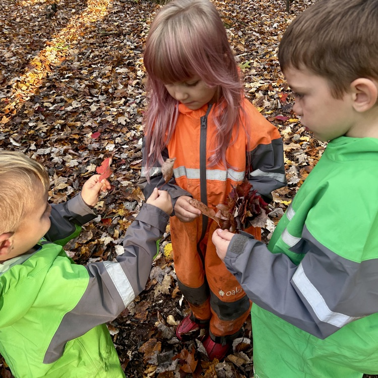 comparing and collecting leaves