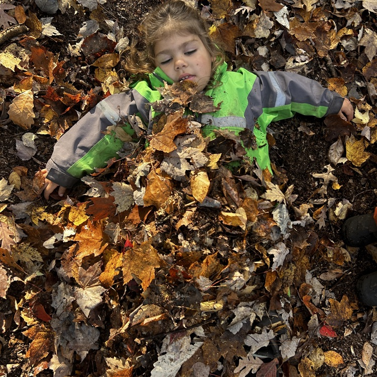 leaf angel