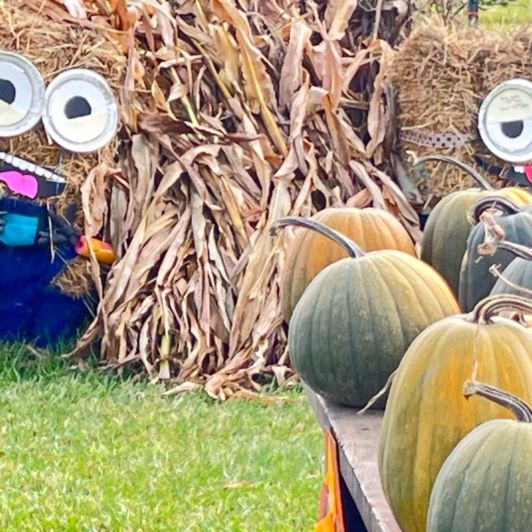 pumpkin 