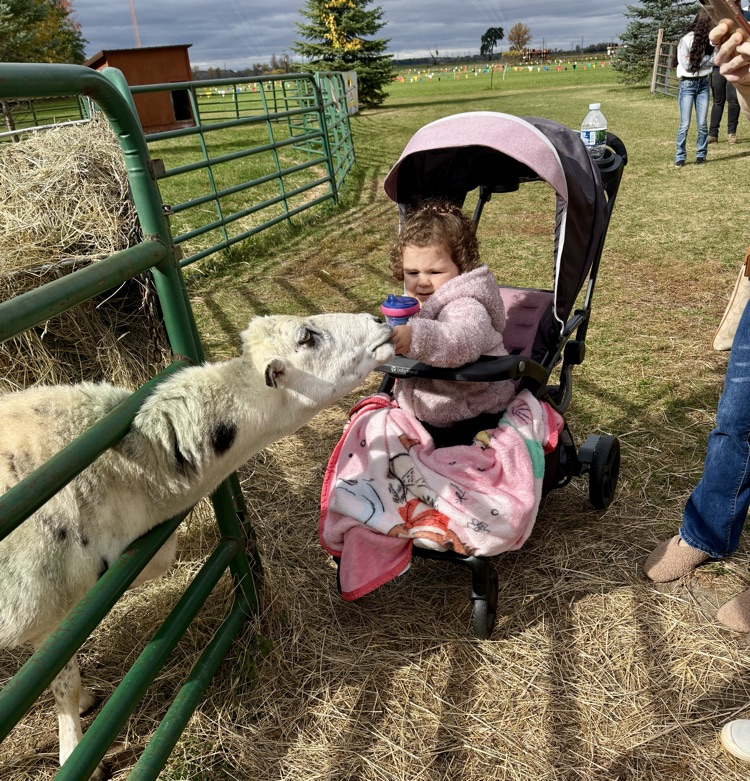 sheep