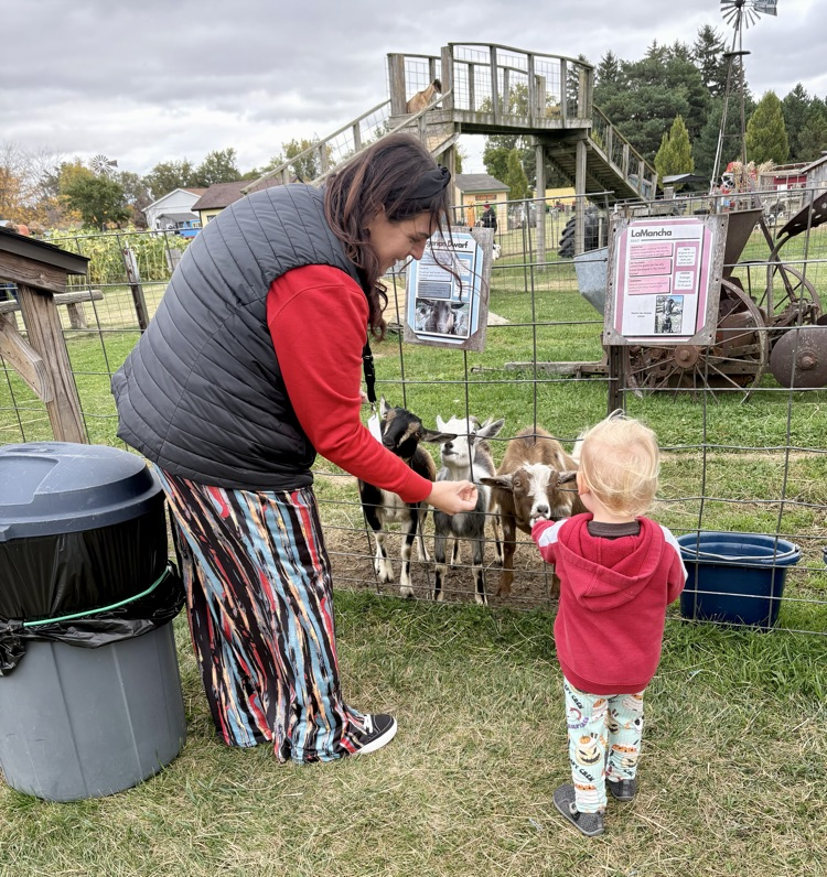 feeding animals