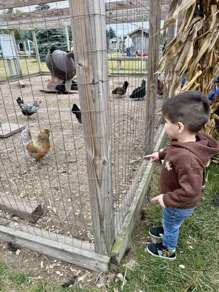 feeding animals