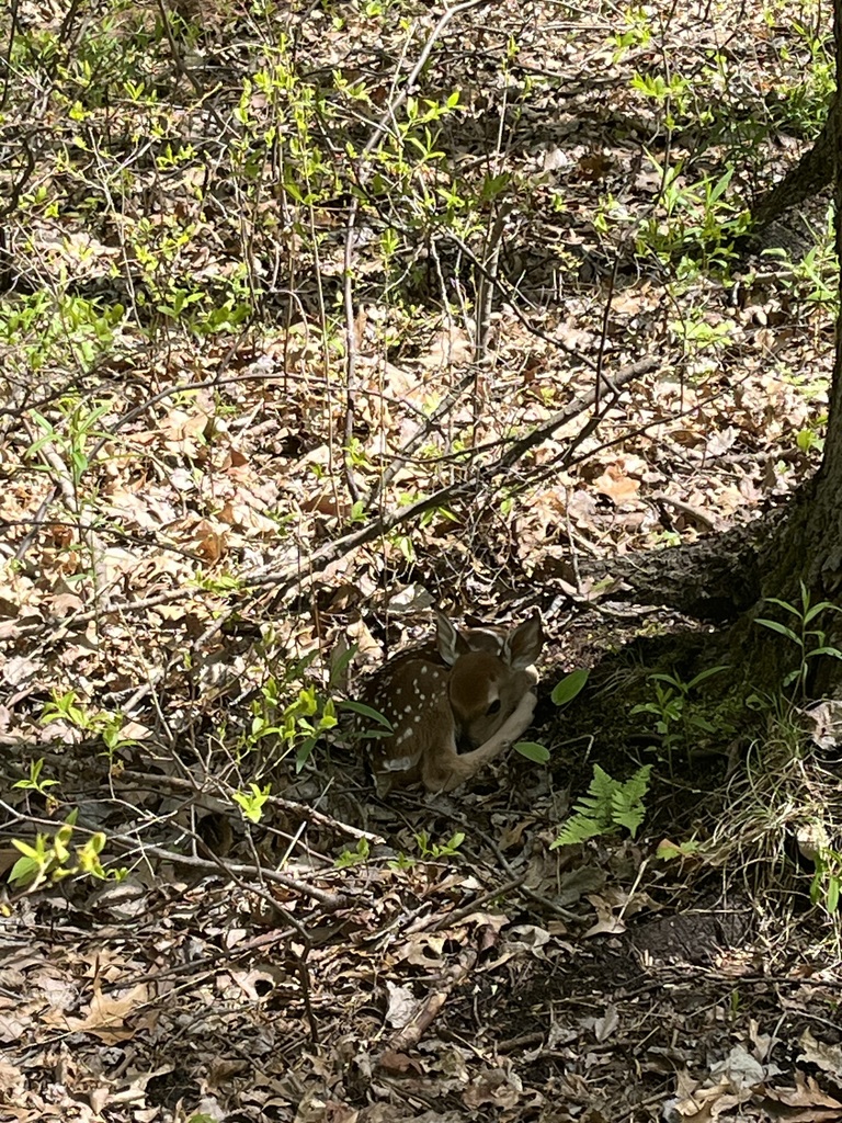 Fawn