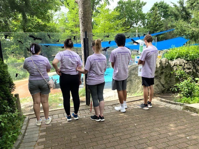 five students looking at the penguin exhibit at the zoo