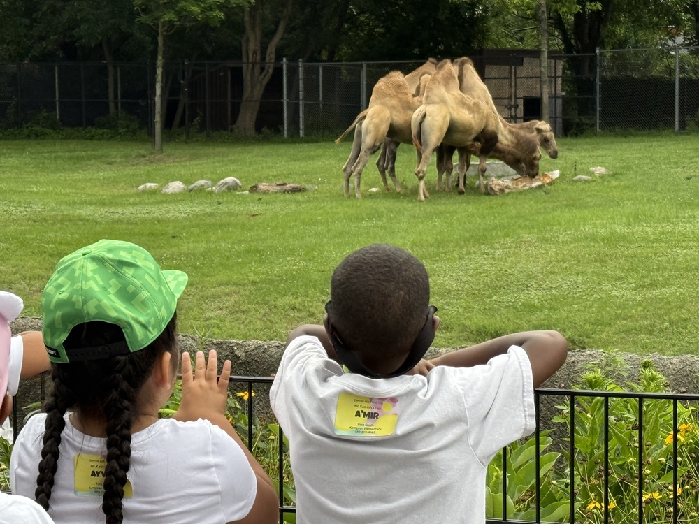 Students view camels at Detroit Zoo