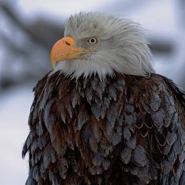 Eagle