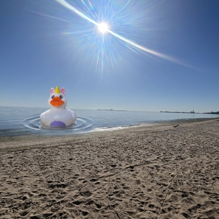 duck at beach