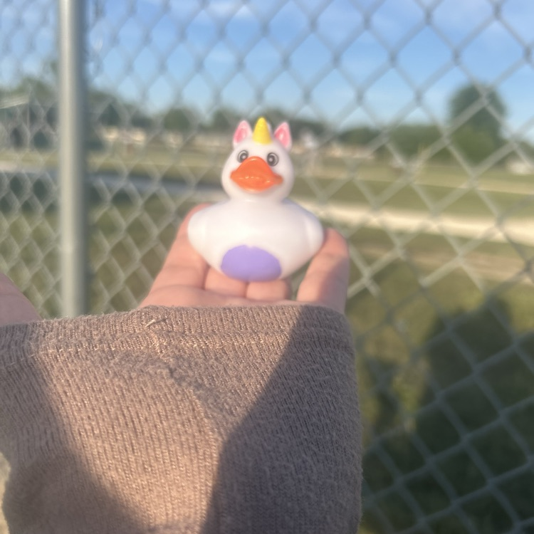 duck at field