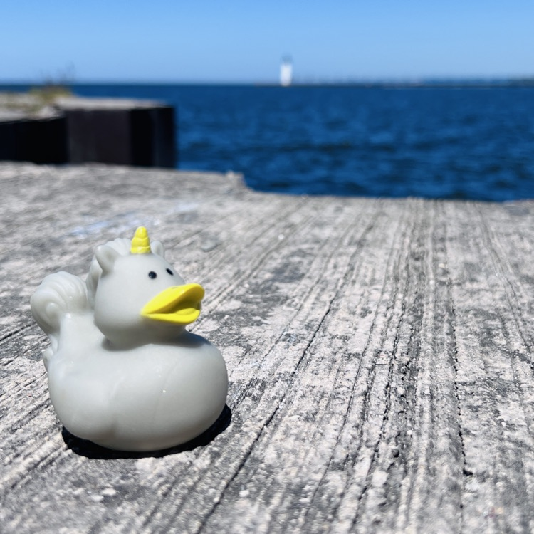 duck at beach