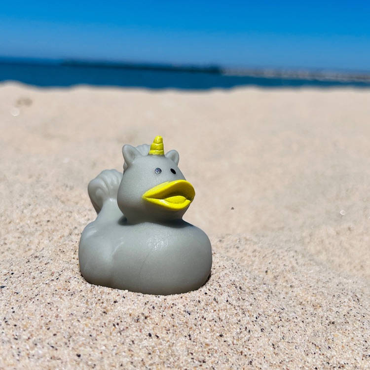 duck at beach