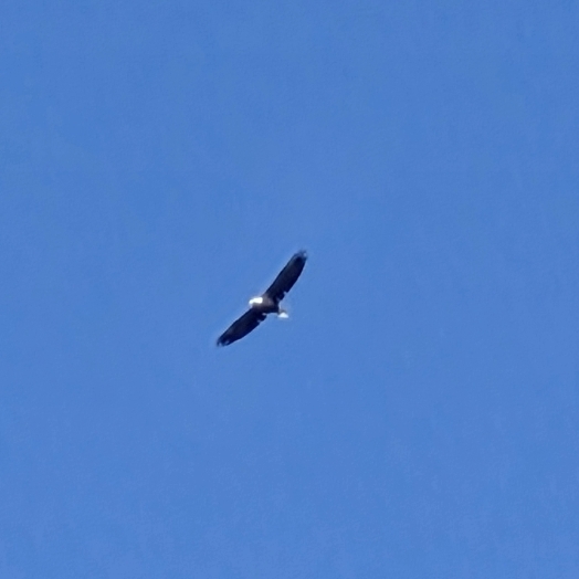 Eagle flies over the playground