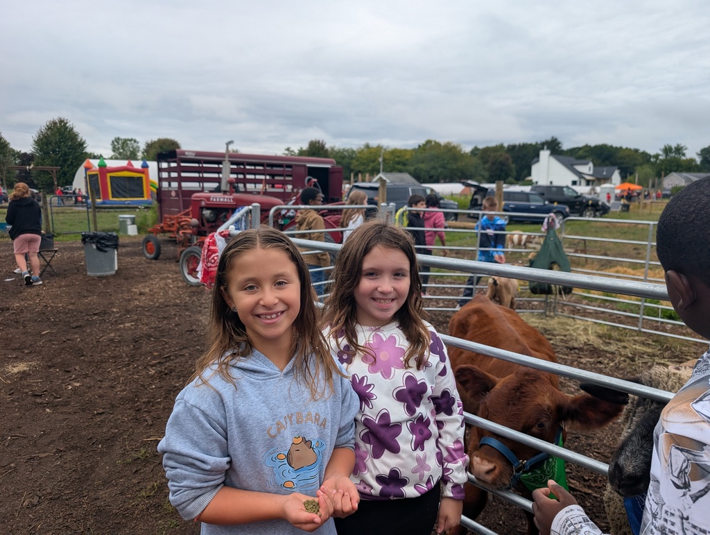 cows