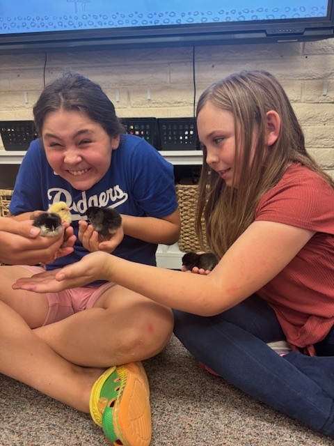 students holding chicks
