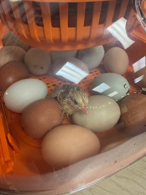 chick hatching