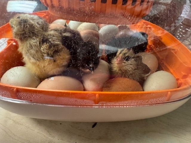 chicks hatching