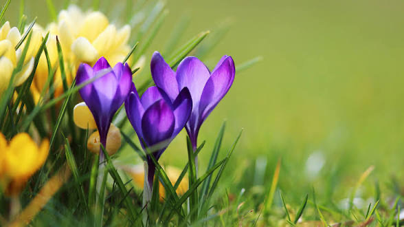 flowers
