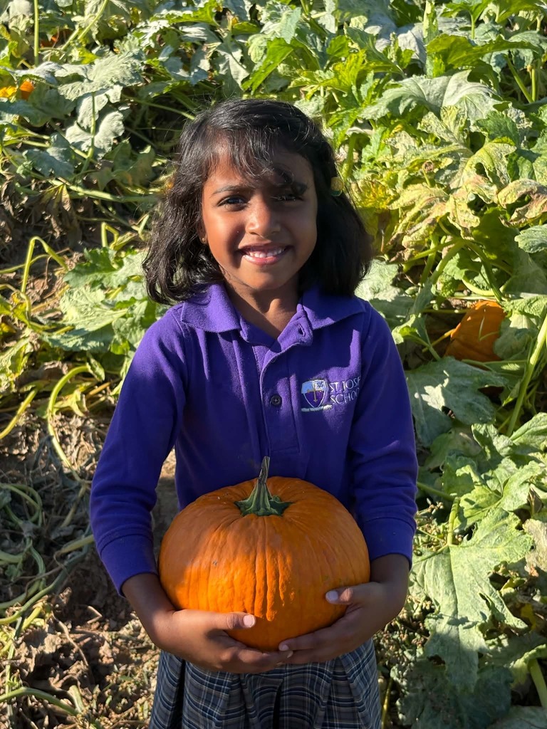 Pumpkin Patch Field Trip