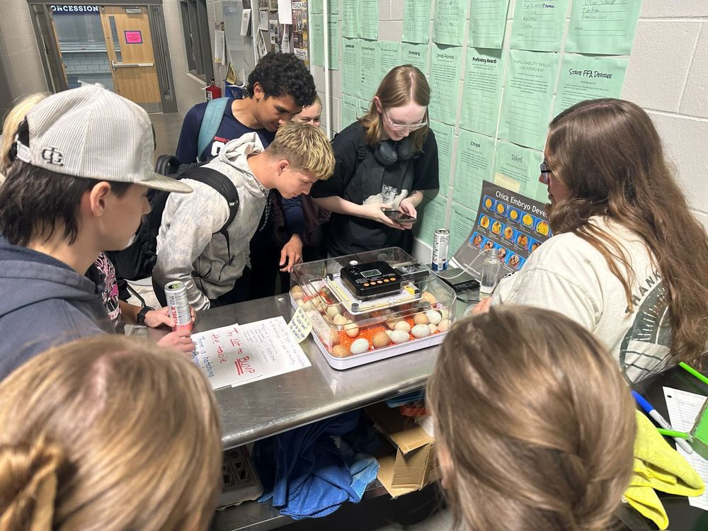 Chick hatching in SPHS agri-science room