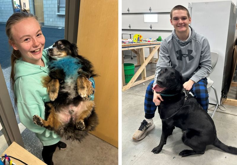 SPHS animal science student working with dogs.