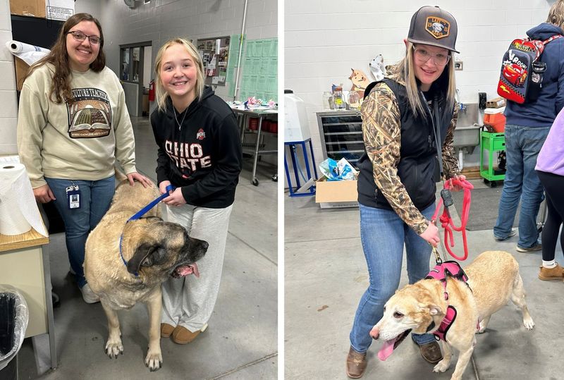 SPHS animal science student working with dogs.