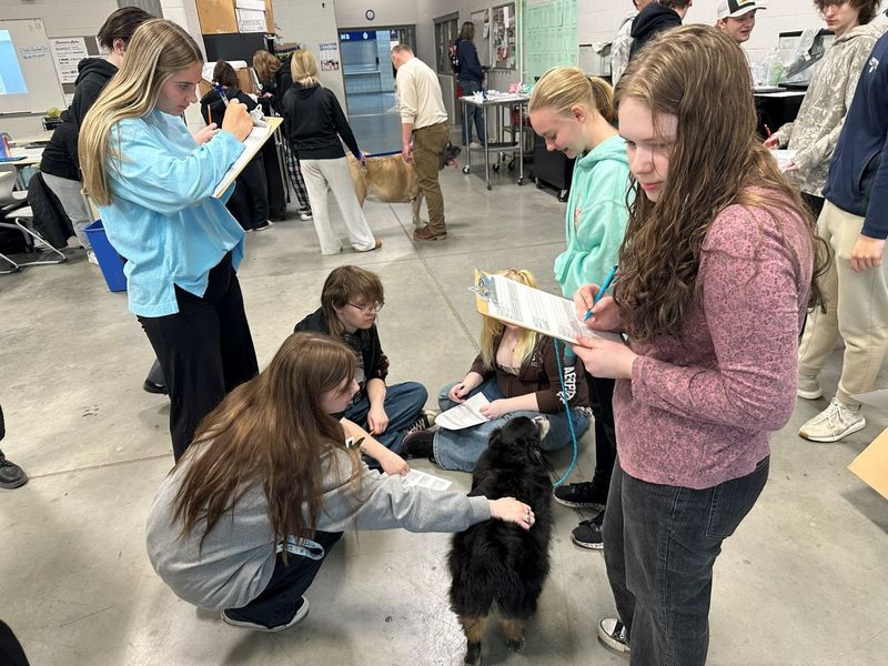 SPHS animal science student working with dogs.