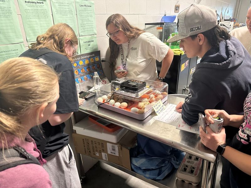 Chicks hatching during SPHS animal science class
