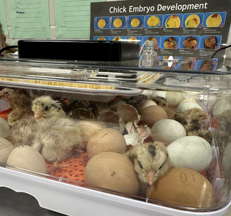 Chicks hatching during SPHS animal science class