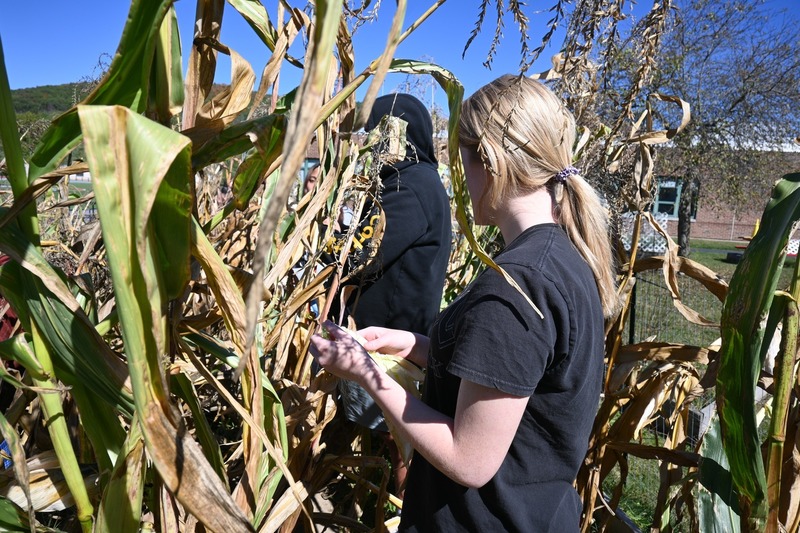 White Corn