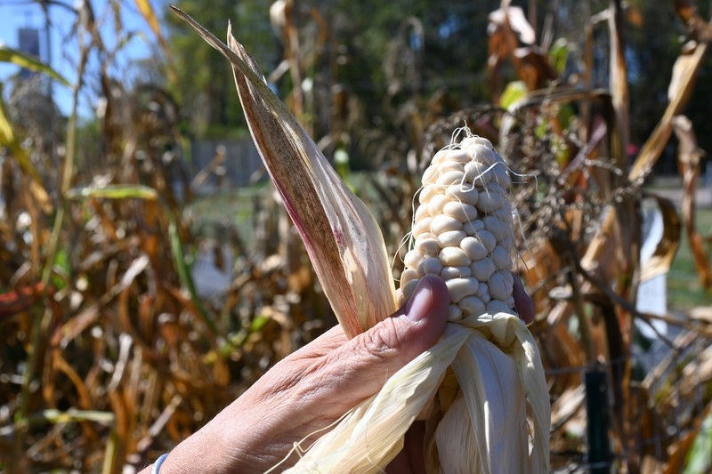 White Corn