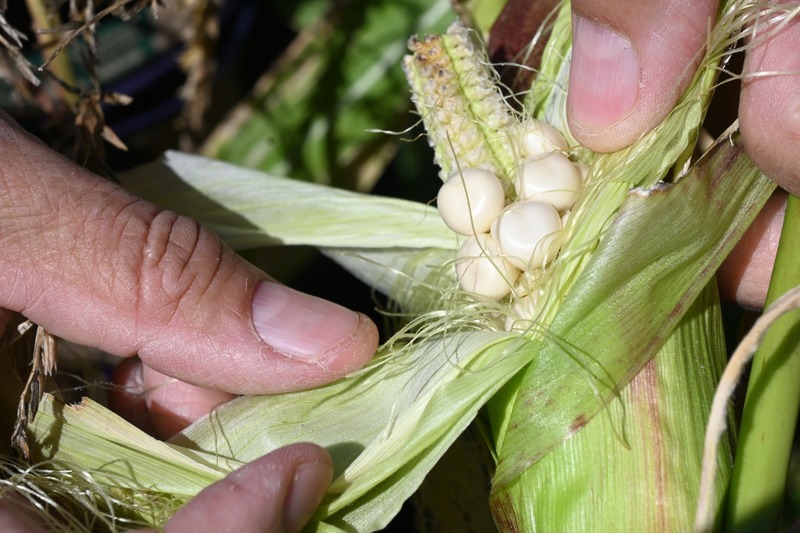 White Corn