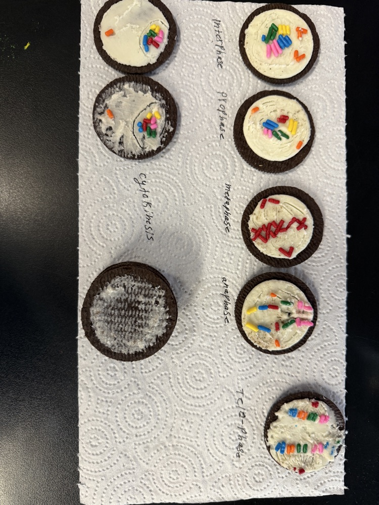 Oreo Cell Cycle