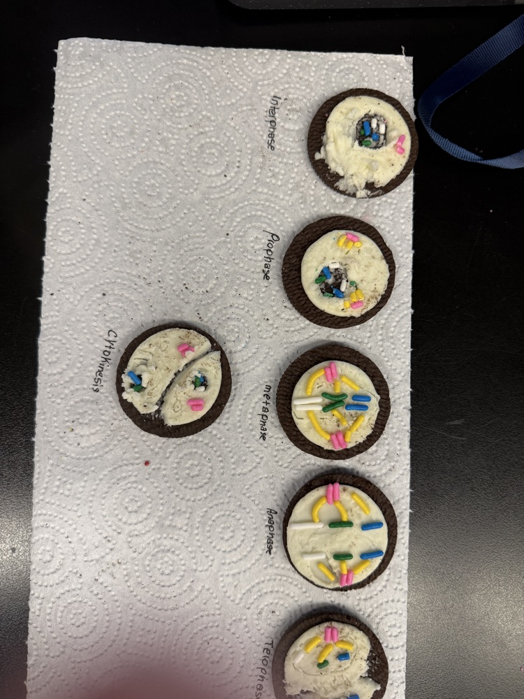 Oreo Cell Cycle