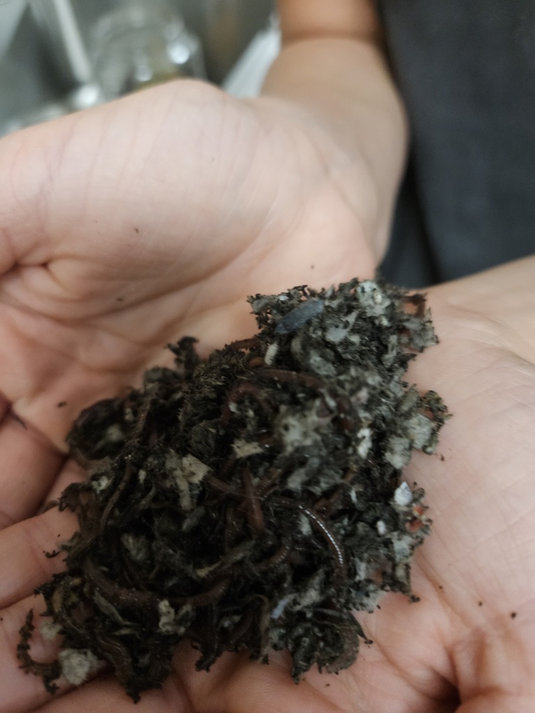 Close-up view of a student's hands holding compost material containing soil, organic matter, and worms.