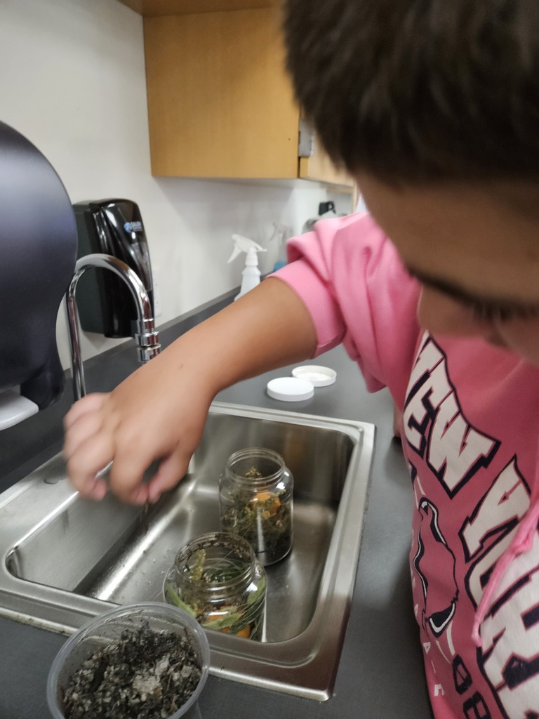 A student in a pink hoodie reaching into a classroom sink to adjust compost jars for a science project.