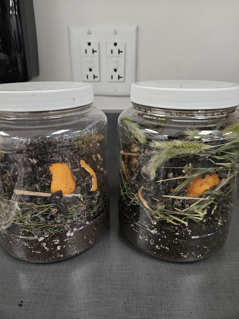 Two clear plastic jars filled with soil layers, grass, and orange peels sitting on a lab counter.