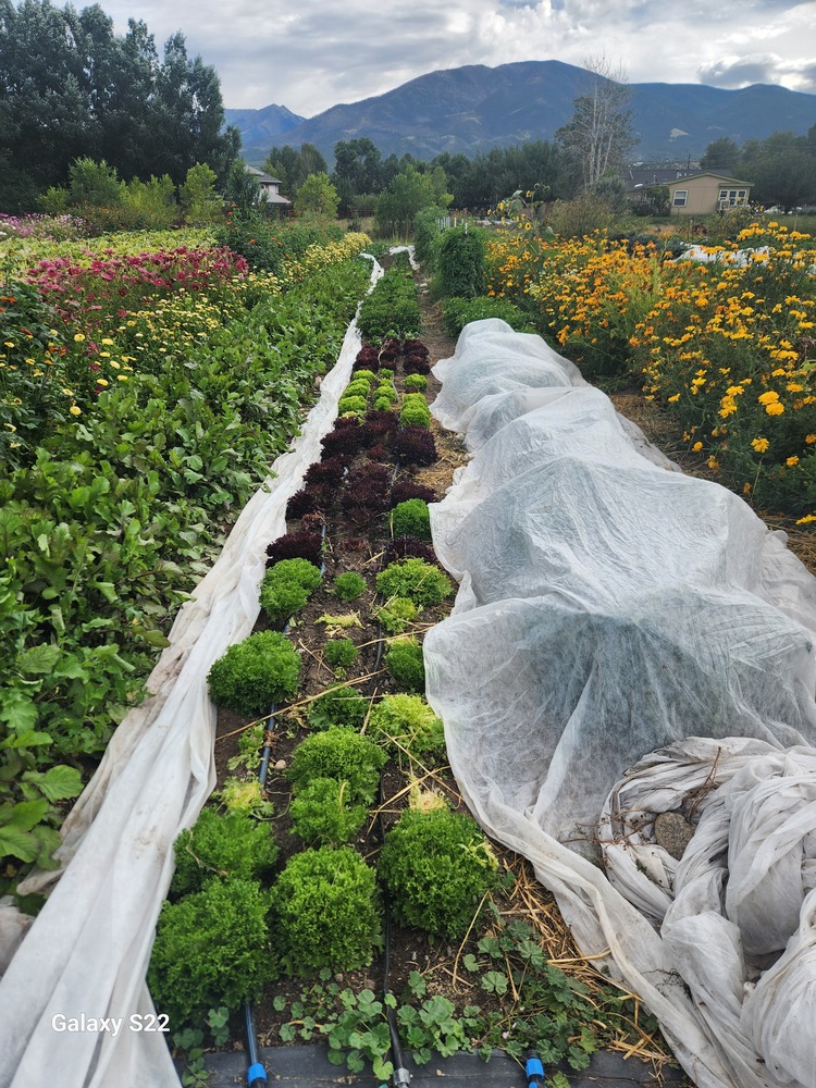 Guidestone garden in Salida, CO - vegetables grown in organized rows