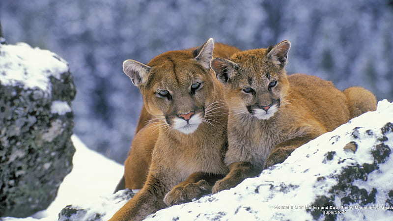 Mountain Lions