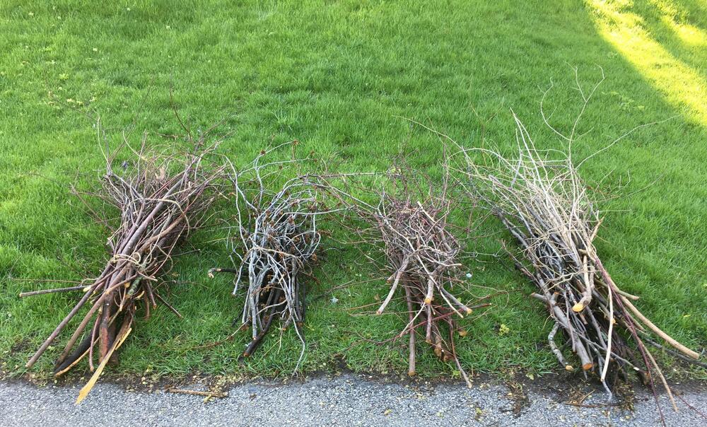 branch collection image