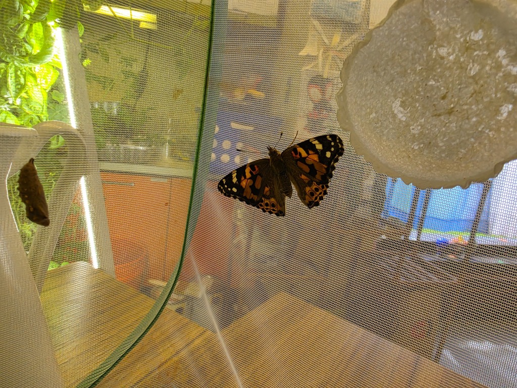 ses