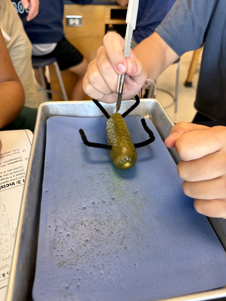 Dissecting