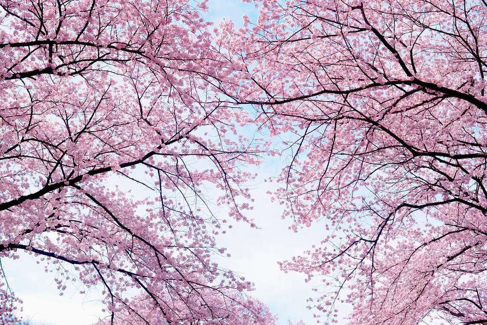 cherry blossom tree