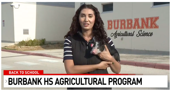 News anchor holding a pig
