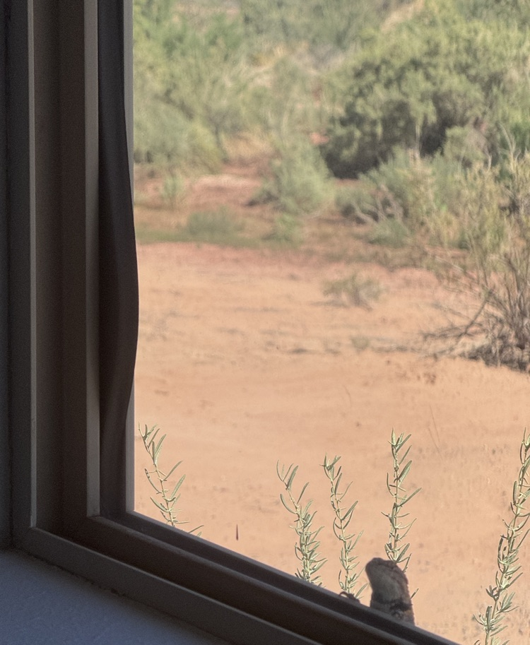 lizard looking in a window