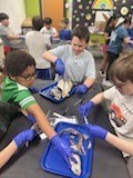 Shark Dissection